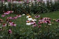 Herbal Echinacea Flowers. Herbal Echinacea or Coneflower flowers in a garden.