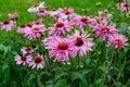 Herbal Echinacea Flowers. Herbal Echinacea or Coneflower flowers in a garden.