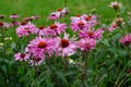 Herbal Echinacea Flowers. Herbal Echinacea or Coneflower flowers in a garden.