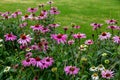 Herbal Echinacea Flowers. Herbal Echinacea or Coneflower flowers in a garden.