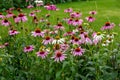 Herbal Echinacea Flowers. Herbal Echinacea or Coneflower flowers in a garden.