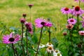 Herbal Echinacea Flowers. Herbal Echinacea or Coneflower flowers in a garden.