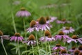 Herbal Echinacea Flowers. Herbal Echinacea or Coneflower flowers in a garden