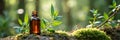 Herbal essence bottle on moss in a sunlit forest environment Royalty Free Stock Photo