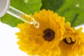 The herbal extract from marigold flower Calendula officinalis