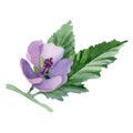 Herbal floral botanical flowers. Watercolor background illustration set. Isolated herbals illustration element.