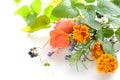 Herbal flowers on white background