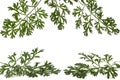 Herbal frame from branches of sagebrush absinthe, absinthium, absinthe wormwood, wormwood leaves, isolated on white background Royalty Free Stock Photo