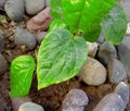 Herbal fresh green colored betel leaf plant
