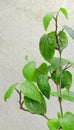 Herbal fresh green colored betel leaf plant background