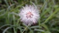 Vernonia Cinerea flower