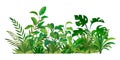 Herbal green decor. Beauty nature ferns and herbs. Tropical greenery with leaves and stems. Summer forest meadow plants