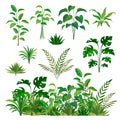 Herbal green elements. Tropical jungle leaves and brunches collection, paradise summer flora, rainforest isolated decor