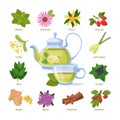 Herbal green tea a cup. Healthy medicinal plant