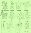 Herbal. Illustration of a plants in a vector with flower for use in decorating.