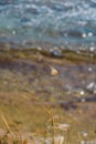 Herbal inflorescence. Grass, seashore and drops of water. Royalty Free Stock Photo