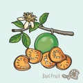 Bael fruit is a sweet, aromatic fruit that grows on the bael tree.