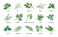 Herbal leaves icons. Aromatic plants. Thyme and rosemary. Natural parsley. Sage and mint. Medicine or cooking organic