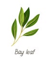 Herbal leaves vector concept