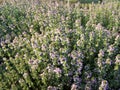 Herbal Lemon Thyme Flowers Royalty Free Stock Photo