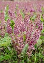 Herbal medicinal plant Petasites hybridus, the butterbur growing in wild nature in spring. Royalty Free Stock Photo