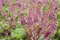 Herbal medicinal plant Petasites hybridus, the butterbur growing in wild nature in spring. Royalty Free Stock Photo