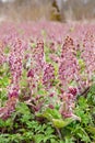 Herbal medicinal plant Petasites hybridus, the butterbur growing in wild nature in spring. Royalty Free Stock Photo