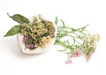 Herbal medicine Royalty Free Stock Photo