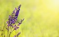 Herbal medicine, blooming meadow sage purple flower - green natural background