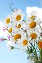 chamomile, daisies flowers over the blue sky Royalty Free Stock Photo