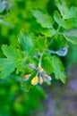 Herbal medicine. Celandine Chelidonium in garden. Healthy concept Royalty Free Stock Photo