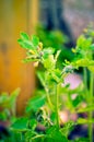 Herbal medicine. Celandine Chelidonium in garden. Healthy concept Royalty Free Stock Photo