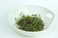 Herbal medicine,forest thyme on white bowl Royalty Free Stock Photo