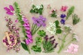 Herbal Medicine with Herbs and Flowers Royalty Free Stock Photo