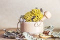 Herbal medicine, homeopathy, the collection of medicinal herbs for tea and medicines. Dried tansy flowers and oak leaves in a Royalty Free Stock Photo