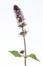 Herbal medicine Mentha spicata (Spearmint, Spear Mint)