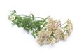 Herbal medicine: Milfoil Royalty Free Stock Photo