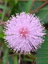 Close up from pinky lovely flowers ti\'s Mimosa pudica Royalty Free Stock Photo