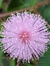 lovely Mimosa pudica flowers Royalty Free Stock Photo