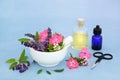 Herbal Medicine Naturopathic Preparation for Healing Royalty Free Stock Photo