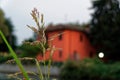 Herbal melissa with red defocused building on background.