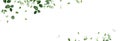 Herbal minimalist vector banner. Hand painted plants, branches, leaves on a white background