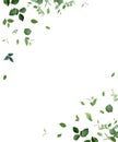 Herbal minimalist vector frame