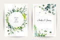 Herbal minimalistic vector frames. Hand painted eucalyptus, branches, leaves on white background Royalty Free Stock Photo