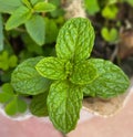 Herbal mint leaves from the garden Royalty Free Stock Photo