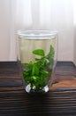 Herbal mint tea in thermo cup. Vertical background Royalty Free Stock Photo