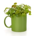 Herbal peppermint tea cup Royalty Free Stock Photo