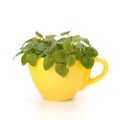 Herbal peppermint tea cup Royalty Free Stock Photo