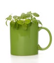 Herbal peppermint tea cup Royalty Free Stock Photo