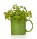 Herbal peppermint tea cup Royalty Free Stock Photo